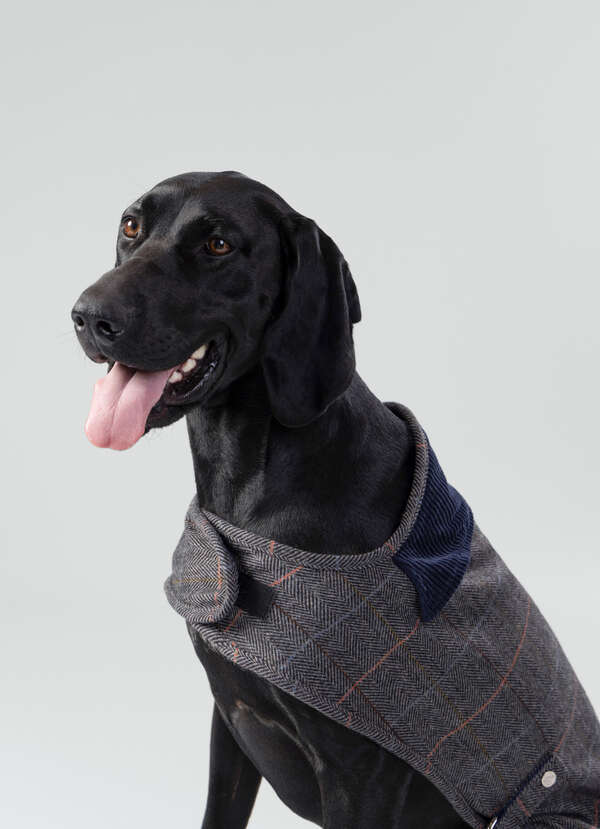 Tweed Herringbone Dog Jacket - Small - 2
