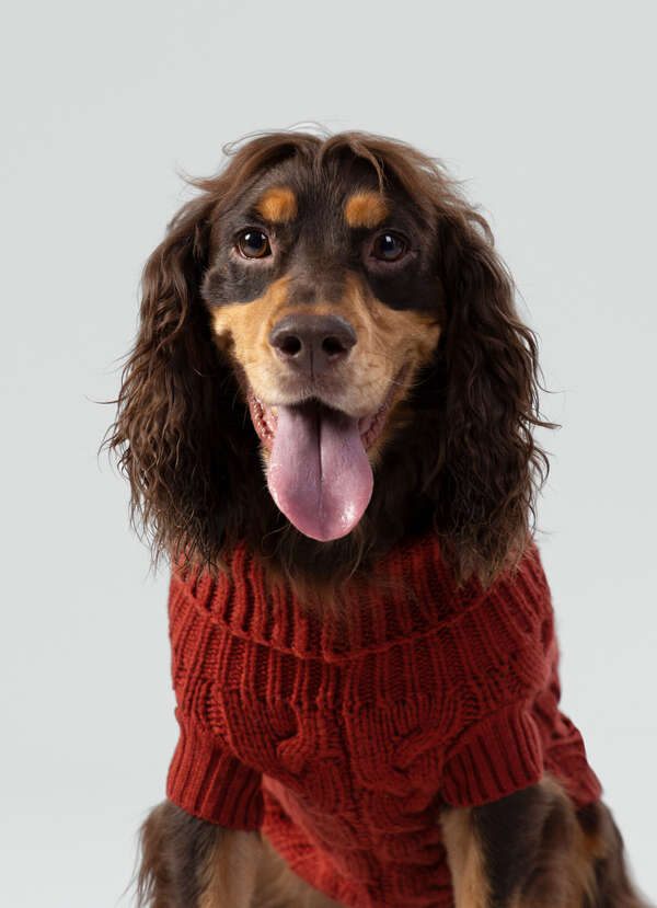 Cable Knitted Dog Jumper - 2