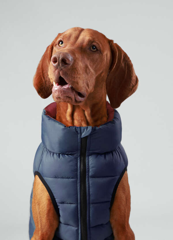 Reversible Down Puffer Dog Jacket - Large - 2
