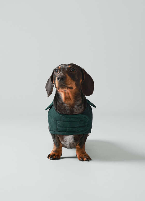 Quilted Dog Jacket - Small - 2 Quilted Dog Jacket - Small - 2