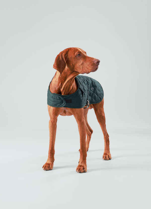 Quilted Dog Jacket - Medium - 2 Quilted Dog Jacket - Medium - 2