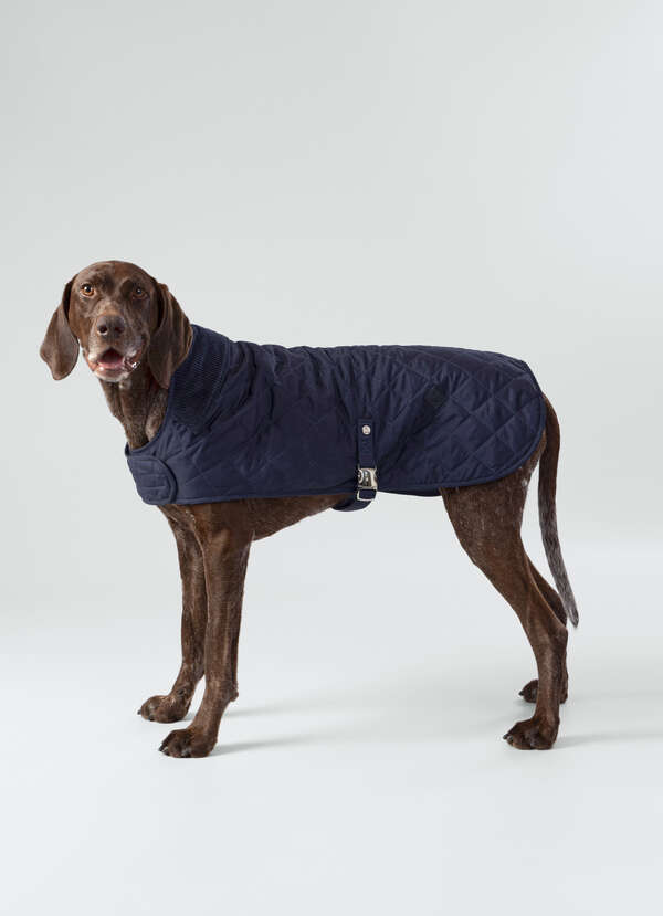 Quilted Dog Jacket - Large